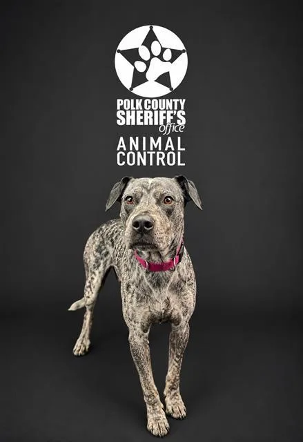 An adult medium-sized female Australian Cattle Dog / Blue Heeler dog named Sydney for adoption in Winter Haven, FL