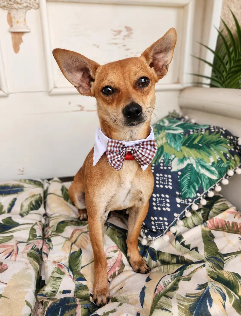 A young small-sized male Apricot / Beige Chihuahua dog named Cadejo for adoption in Menifee, CA