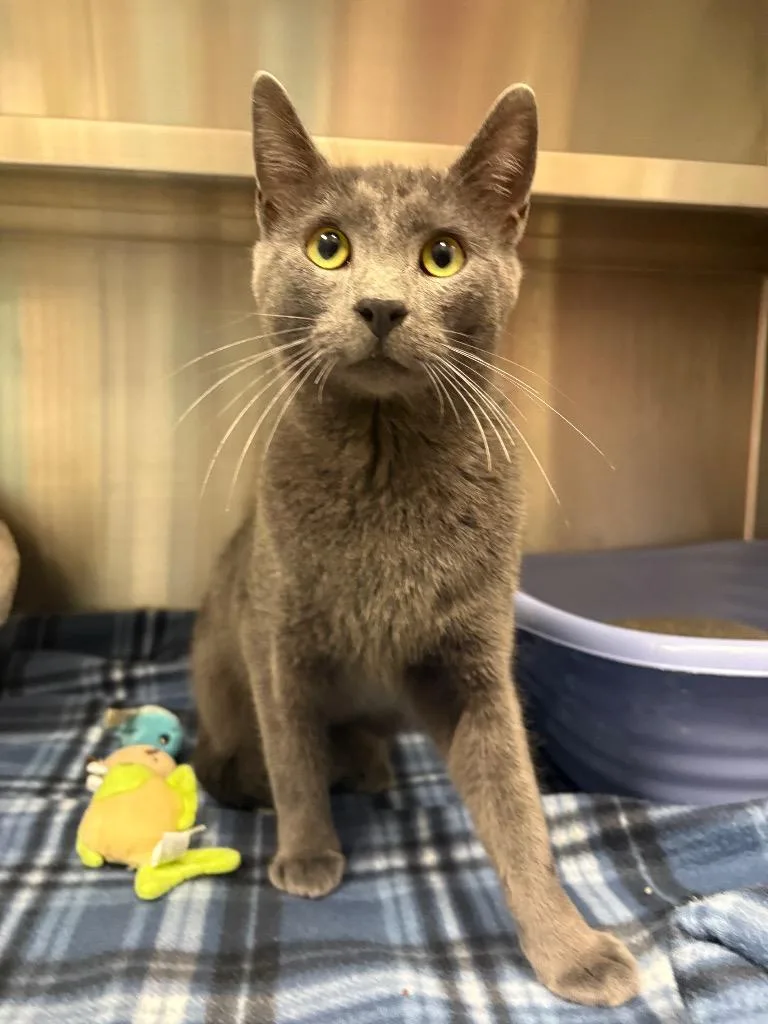 A young medium-sized male Domestic Short Hair cat named Gary for adoption in Greeneville, TN