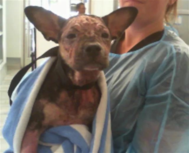 A baby small-sized female Pit Bull Terrier dog named A for adoption in Charlotte, NC