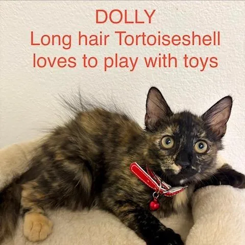A baby small-sized female Tortoiseshell Domestic Short Hair cat named Dolly for adoption in Webster, TX