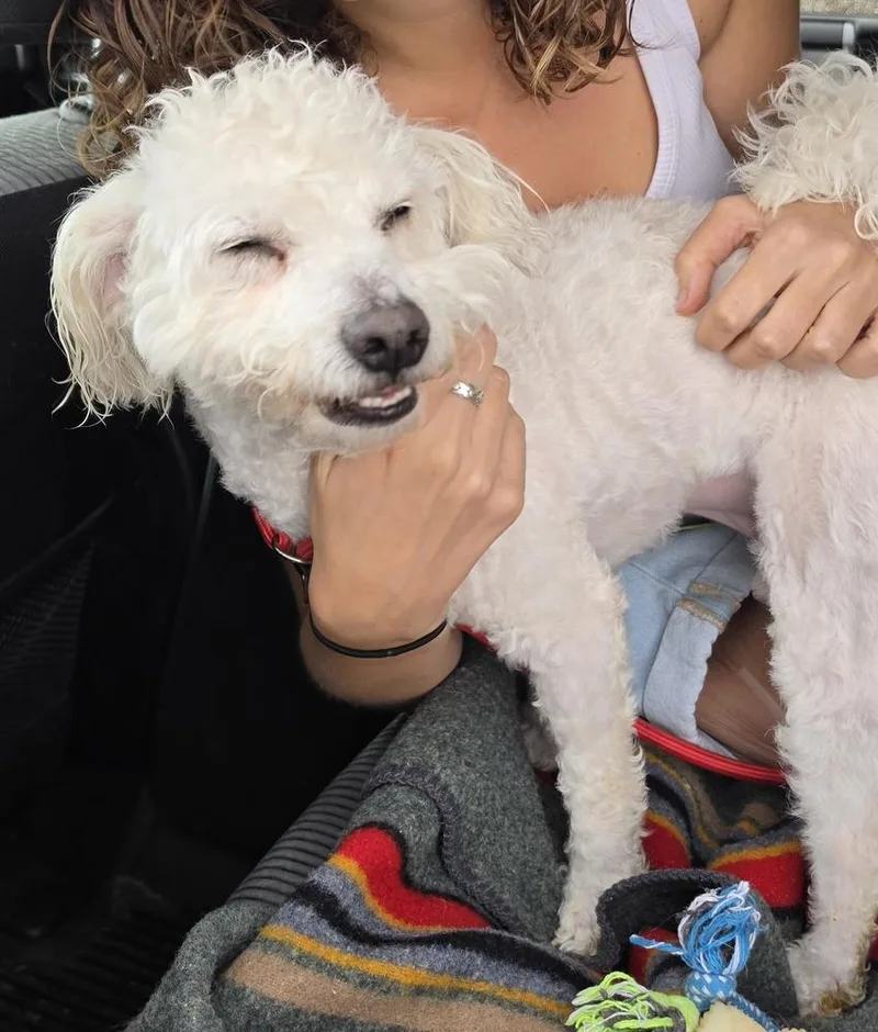 A young small-sized male White / Cream Bichon Frise dog named Simon for adoption in Draper, UT