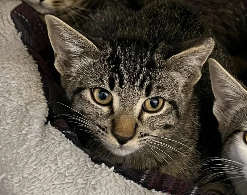 A baby small-sized male Domestic Short Hair cat named Sharpie for adoption in Richland Hills, TX