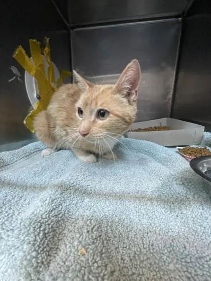 An adult medium-sized female Domestic Medium Hair cat named Orangesicle for adoption in El Paso, TX