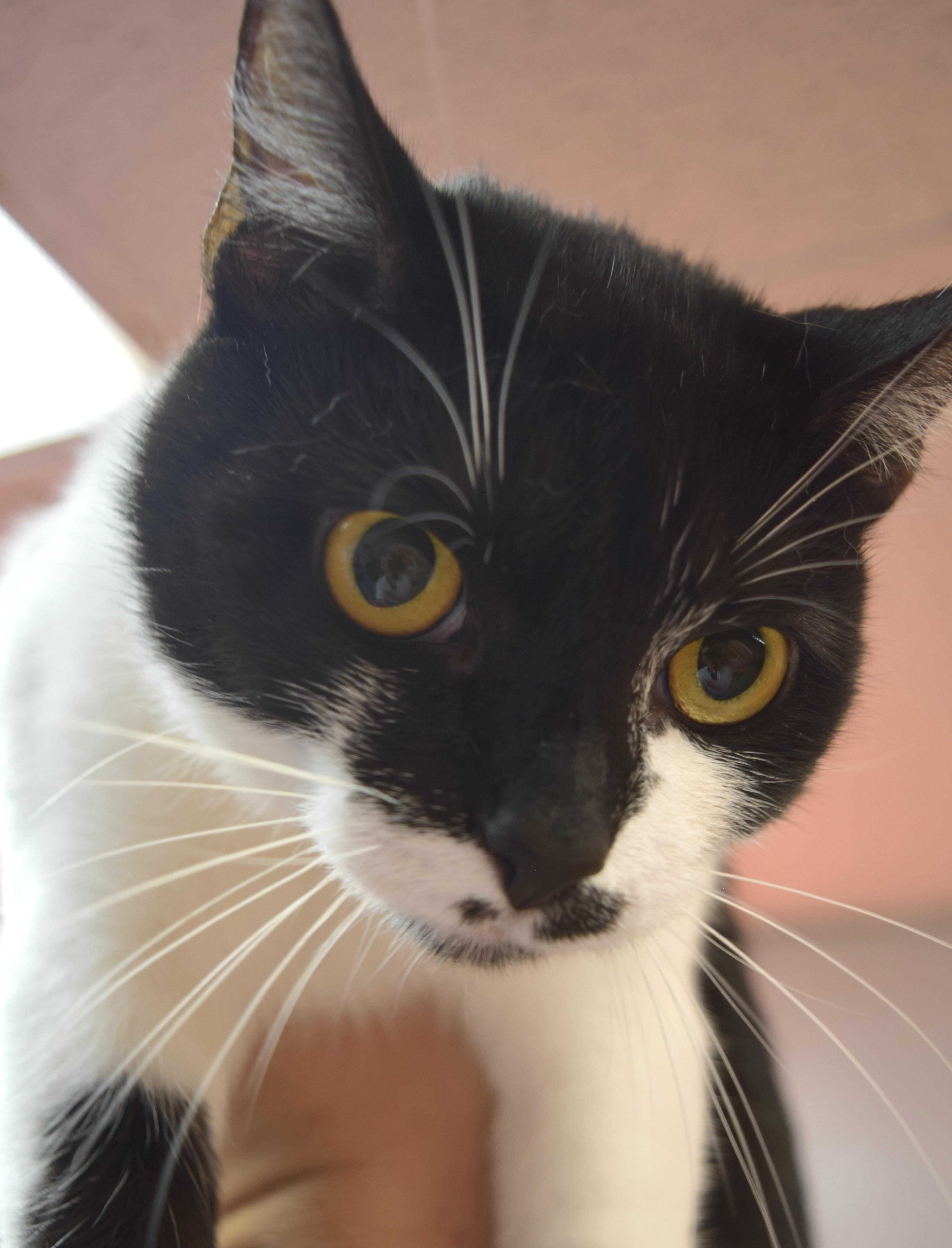 Sammy