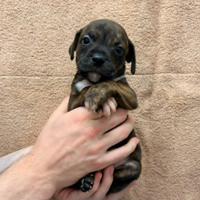 A baby medium-sized male Brindle Pit Bull Terrier dog named Cash for adoption in Schenectady, NY