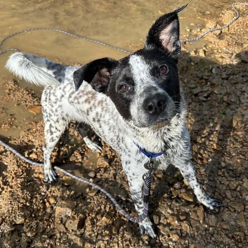 An adult medium-sized female White / Cream Mixed Breed dog named Tova for adoption in Cape Girardeau, MO