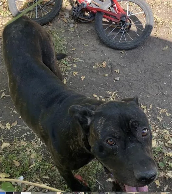 A young large-sized male Mixed Breed dog named Zeus for adoption in Dallas, TX