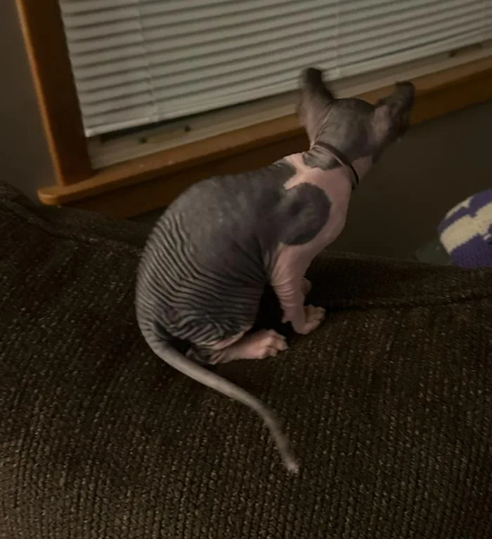 A young small-sized female Sphynx / Hairless Cat named Pepper for adoption in Lakeland, GA