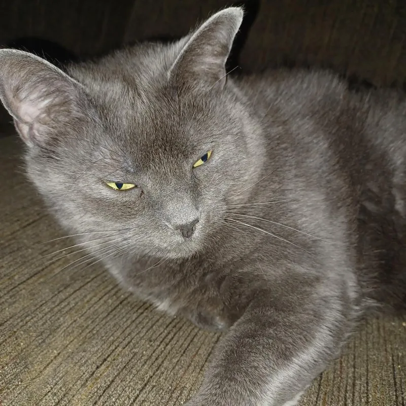An adult small-sized female Gray / Blue / Silver Domestic Short Hair cat named Smokey Joe for adoption in Lynchburg, VA