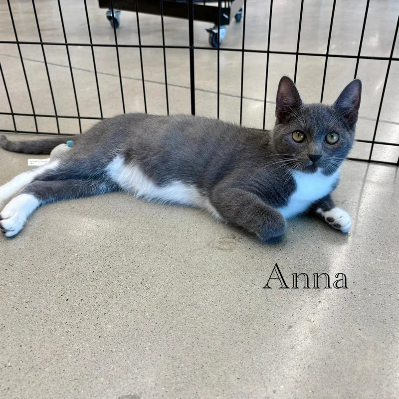 A young medium-sized female Gray & White Domestic Short Hair cat named Anna for adoption in Spring Lake, NJ