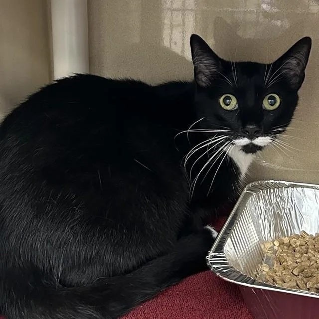 An adult large-sized male Domestic Short Hair cat named Axel for adoption in Lincolnton, NC