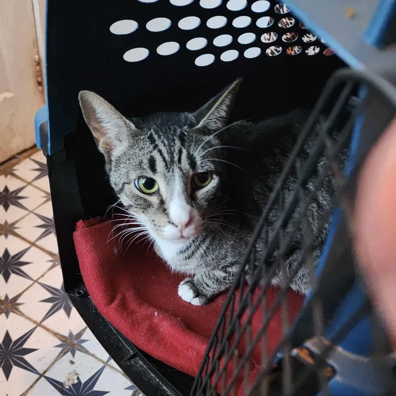 An adult medium-sized male Tabby (Brown / Chocolate) Domestic Short Hair cat named Blinky for adoption in Manchester, CT