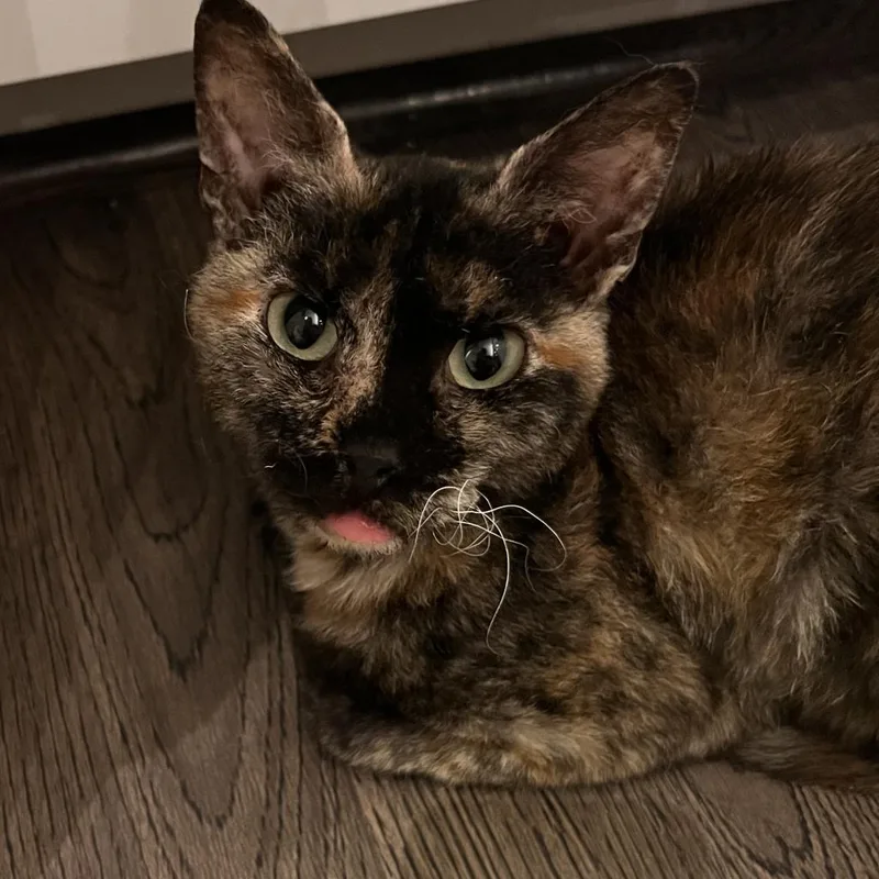 An adult medium-sized female Tortoiseshell Domestic Short Hair cat named Audrey Franklin for adoption in Merrifield, VA