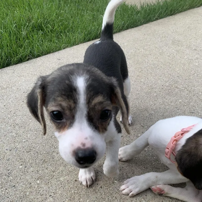 A baby small-sized female Black Beagle dog named Daisy for adoption in Joliet, IL