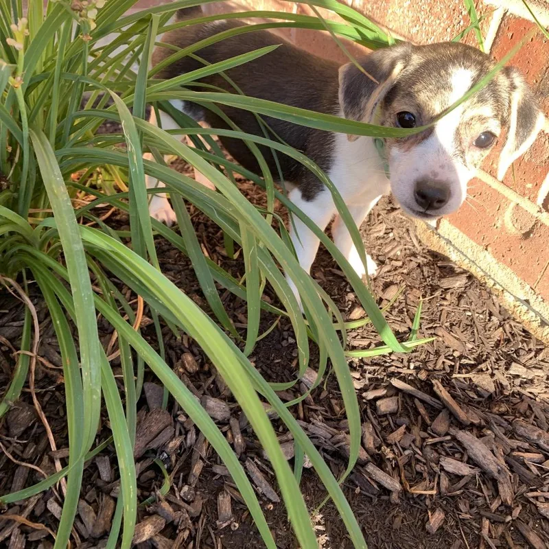 Daisy thumbnail 4