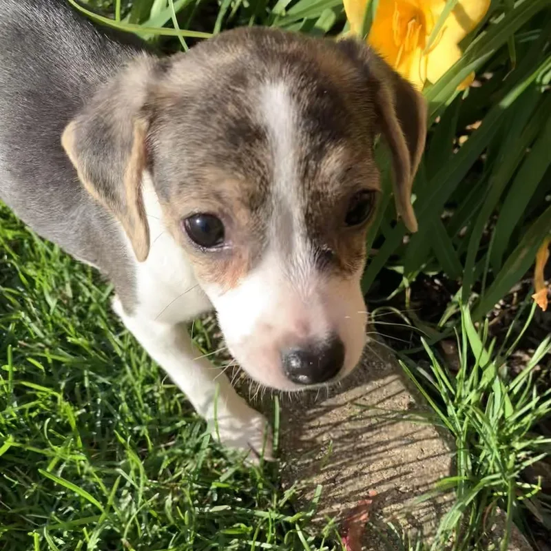 Daisy thumbnail 5