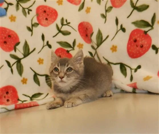 A baby small-sized male Domestic Short Hair cat named A for adoption in San Jose, CA