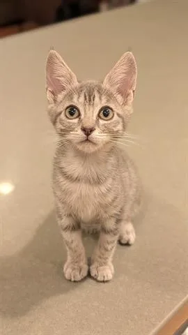 A baby small-sized male Domestic Short Hair cat named Dash for adoption in San Martin, CA