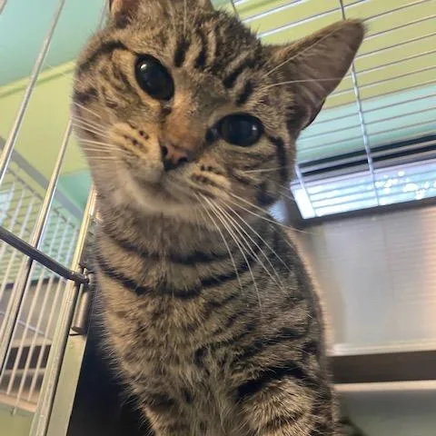 A baby small-sized female Brown / Chocolate Domestic Short Hair cat named Crouton for adoption in Dayton, OH