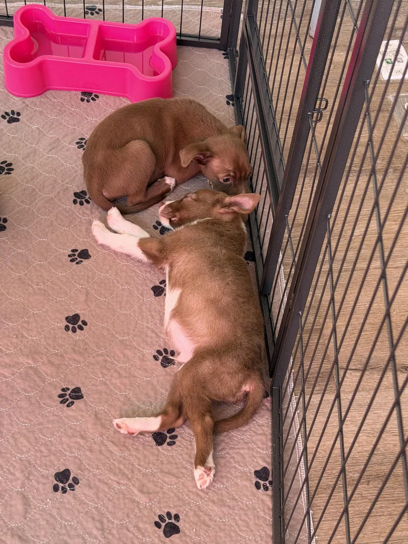 A baby medium-sized female Brown / Chocolate American Staffordshire Terrier dog named Whitaker for adoption in Corona Del Mar, CA