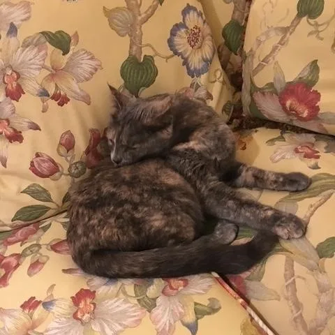 Tom And Moppet thumbnail 3