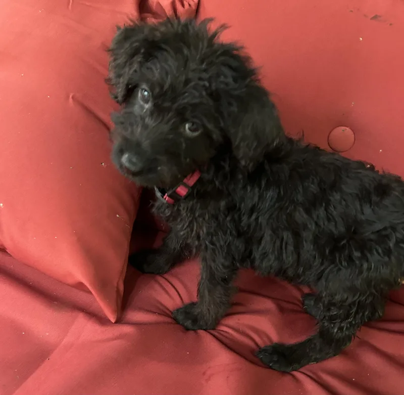 A baby large-sized female Black Goldendoodle dog named Jessie for adoption in Kannapolis, NC