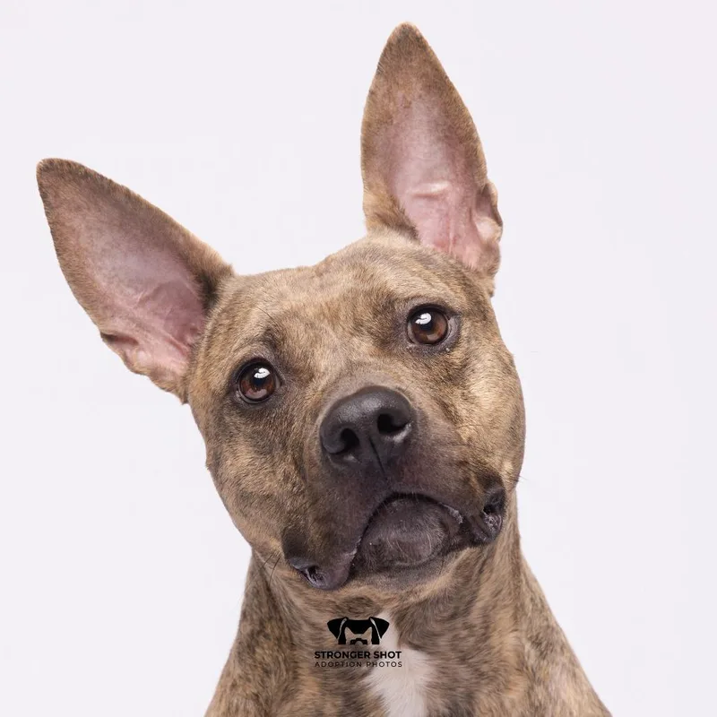 An adult large-sized female Terrier dog named Tia for adoption in Tampa, FL