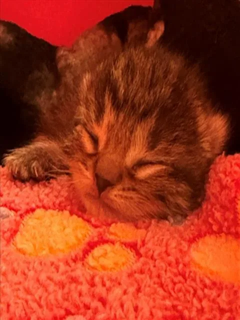 A baby small-sized female Domestic Short Hair cat named Padme for adoption in Woodland, CA