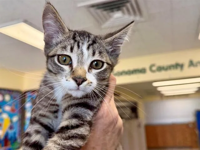 A baby small-sized male Domestic Medium Hair cat named Chris for adoption in Santa Rosa, CA