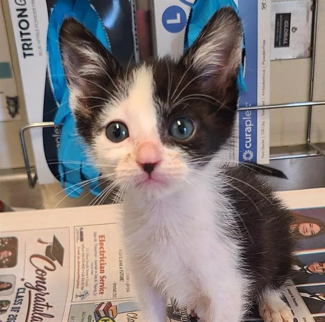 A baby small-sized male Domestic Short Hair cat named Derrick for adoption in San Antonio, TX