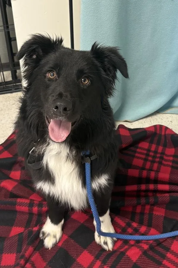 A young medium-sized male Australian Shepherd dog named Astro for adoption in Salt Lake City, UT