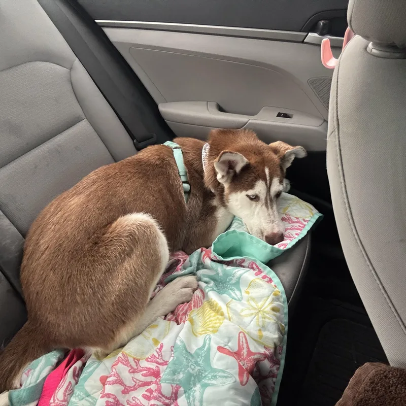 A young medium-sized female Brown / Chocolate Husky dog named Brownie for adoption in Houston, TX