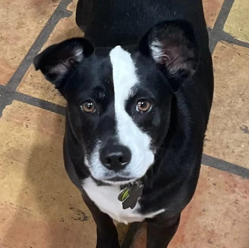 An adult medium-sized female Black Terrier dog named Millie for adoption in CORPUS CHRISTI, TX