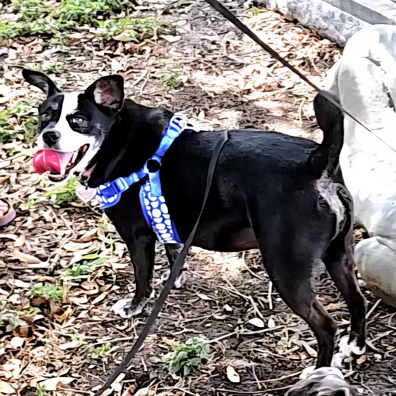 Millie thumbnail 2