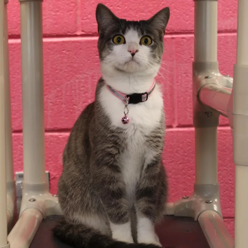 An adult extra large-sized female Gray / Blue / Silver Domestic Short Hair cat named Pennylou for adoption in Martinsville, VA