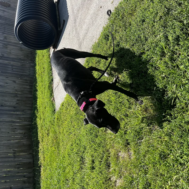 Nova Great Dane