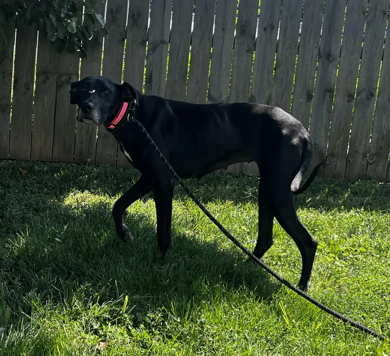 Nova Great Dane thumbnail 2