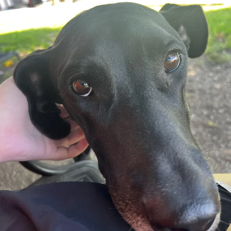 Nova Great Dane thumbnail 3