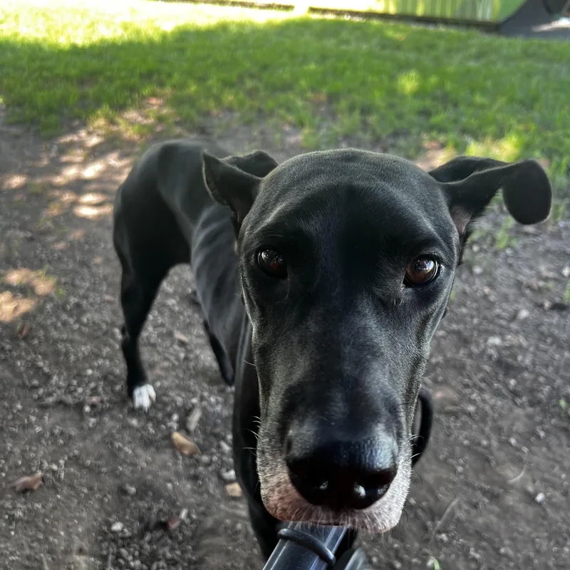 Nova Great Dane thumbnail 4