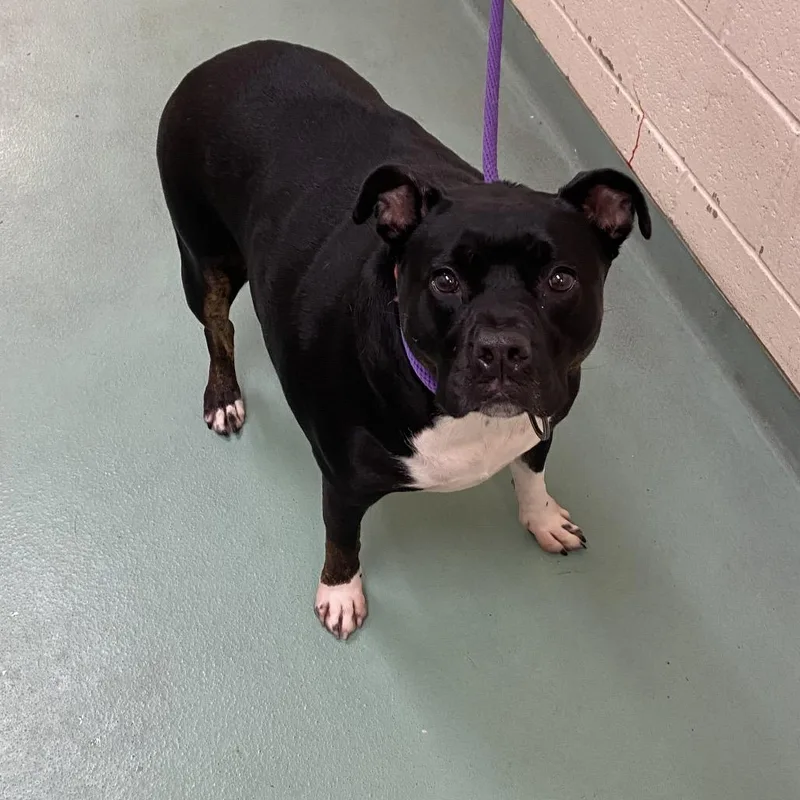 An adult large-sized female Black Mixed Breed dog named Ebonee for adoption in Memphis, TN