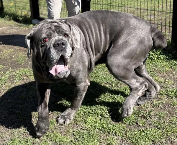 An adult large-sized male Neapolitan Mastiff dog named Floki for adoption in Virginia Beach, VA
