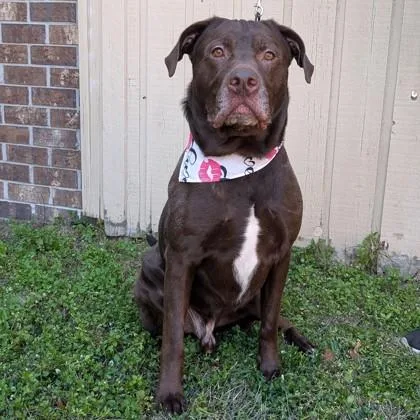 Oakley Bear thumbnail 3