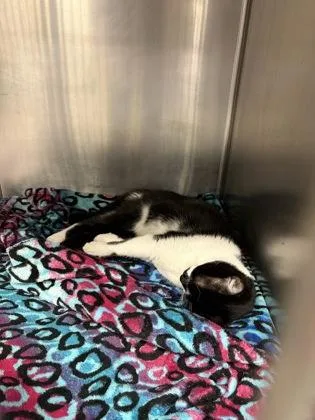 An adult medium-sized female Domestic Short Hair cat named Starling for adoption in Lowell, MA