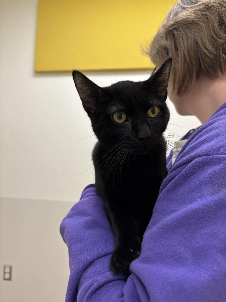 A young small-sized male Black Domestic Short Hair cat named Beanie Baby for adoption in Raleigh, NC