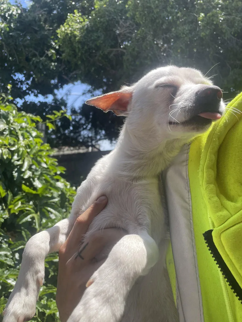 A young medium-sized male Chihuahua dog named Felipe for adoption in San Diego, CA