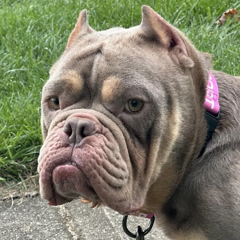 Betsy