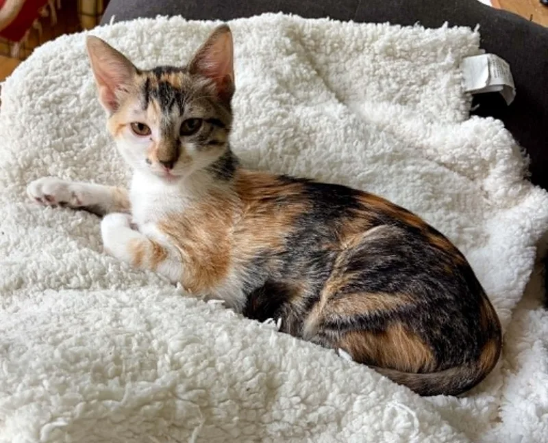 A baby medium-sized female Calico cat named Kyra and Kromo for adoption in Warren, NJ