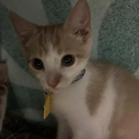 A baby small-sized male Orange / Red Domestic Short Hair cat named Cameo for adoption in Springfield, MA