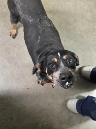 An adult medium-sized male Bluetick Coonhound dog named Blue Whale for adoption in Marshall, NC